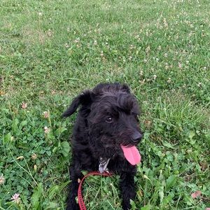 Meet your Posher, Camille